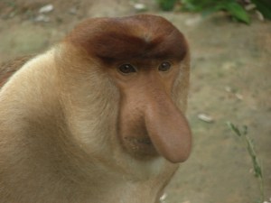 probiscious-monkey.jpg.644x0_q100_crop-smart