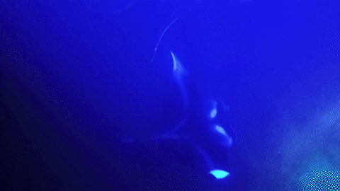 giphy-downsized-large (1)