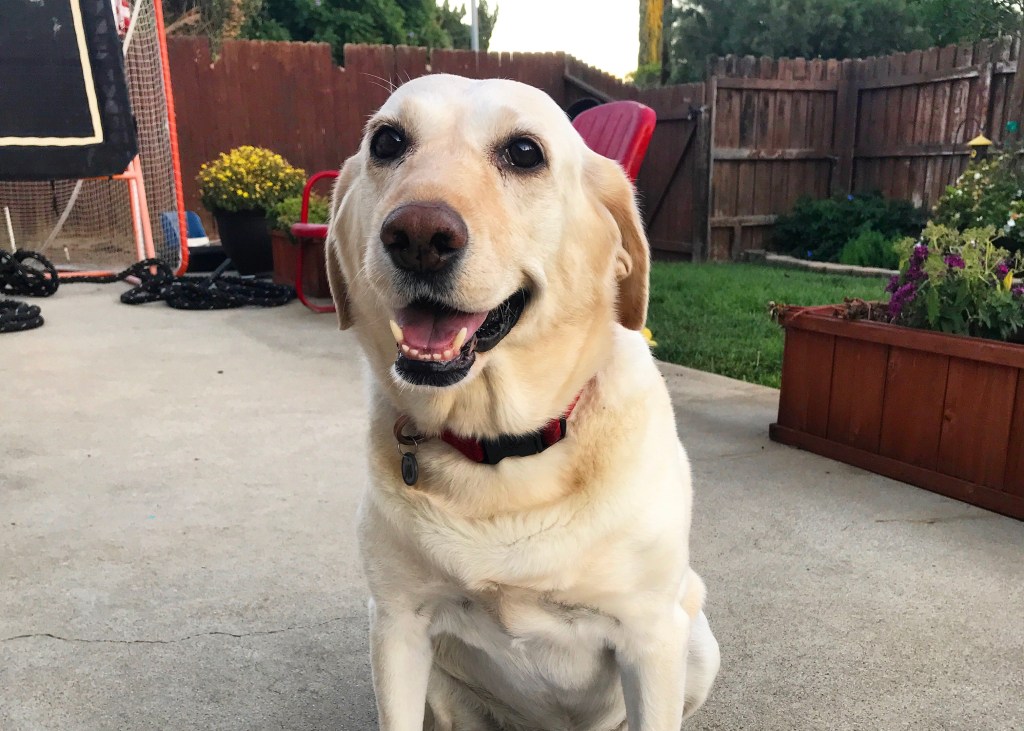 This Blog was Written by My&nbsp;Dog