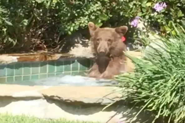 Screen Shot 2018-07-31 at 8.29.23 PM