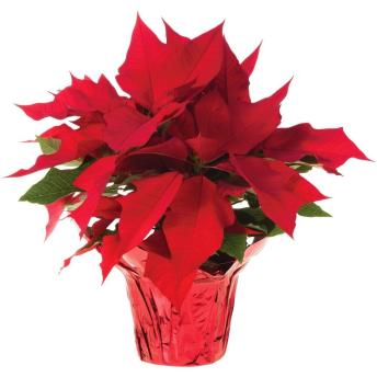 poinsettias-10026-64_1000