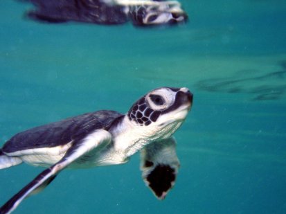 green-sea-turtle-msullivan-noaa_permit1013707.jpg__800x600_q85_crop_subject_location-400,301_subsampling-2_upscale