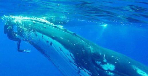 2496-NTD-whale-700x359